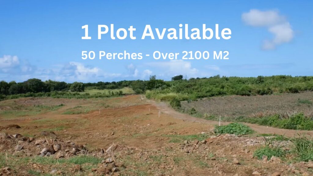 1 Plot Available Palmar